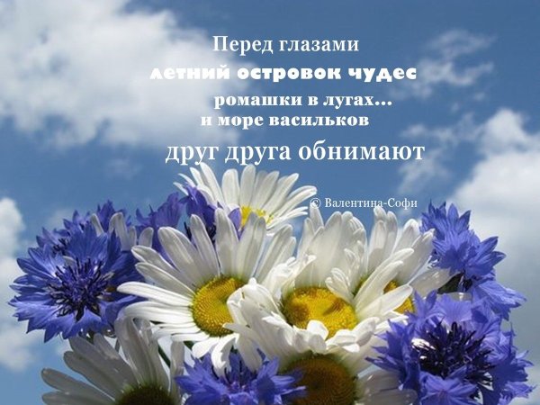 Ромашки и васильки в поле