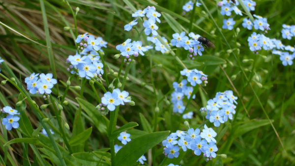 Незабудка Полевая (Myosotis arvensis)