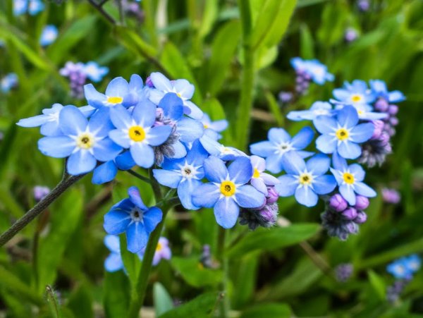 Незабудка Полевая (Myosotis arvensis (l.) Hill)