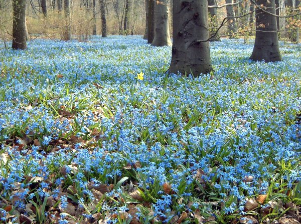 Первоцветы подснежники крокусы