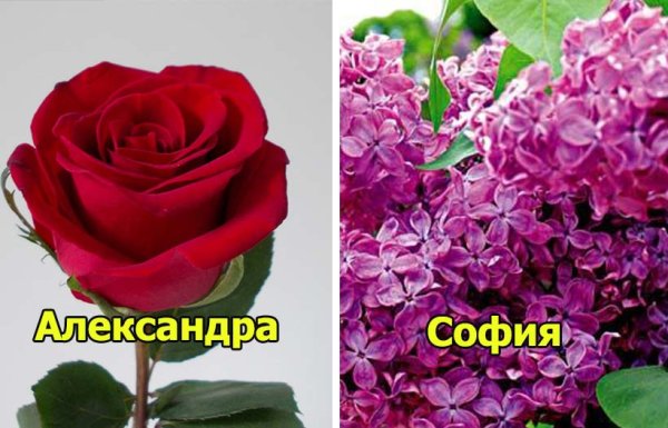 Цветы по именам