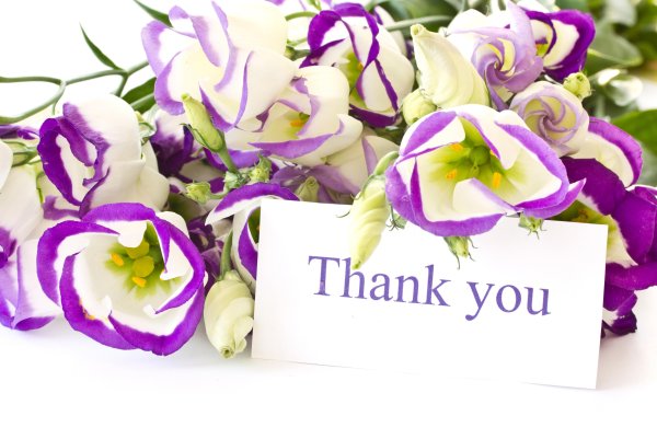 Фрезия (Freesia)