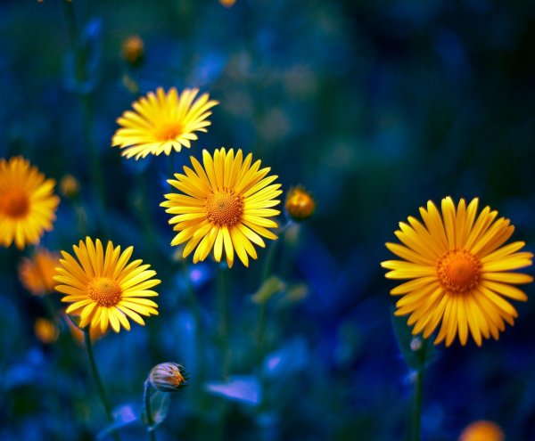 Природа цветы