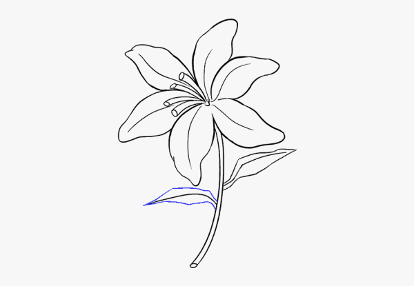 Лилия рисунок карандашом