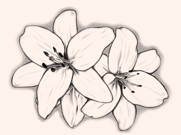 Рисунки карадашомцветы