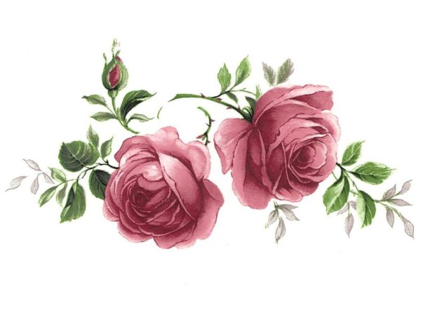 Розы без фона для декупажа