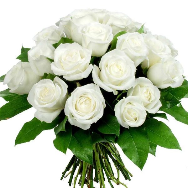 С днем рождения белые розы - 77 фото