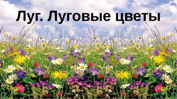 Презентация на тему луговые цветы