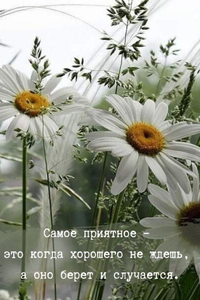 Доброе утро прекрасного дня красивые цитаты