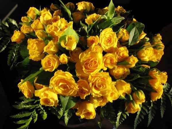 Роза флорибунда сфинкс