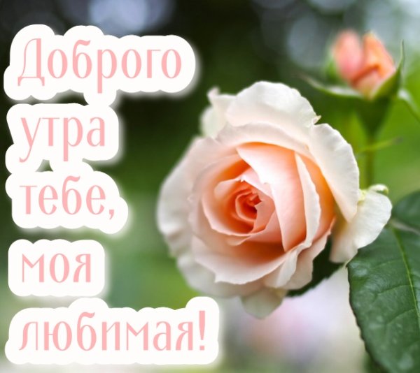 Доброе утро любимая