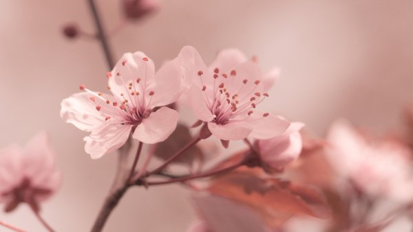 Цветы Сакуры
