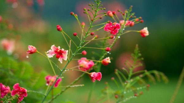 Природа Весна 3д