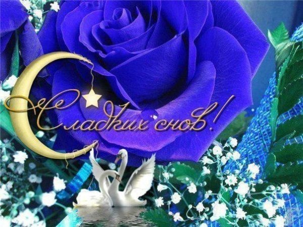 Спокойной ночи сладких снов цветы