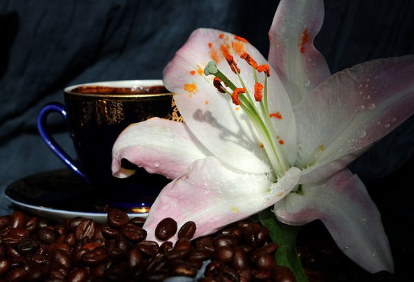 Кофе и лилии