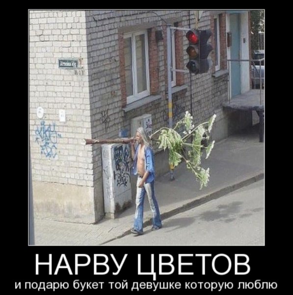 Кошки и цветы