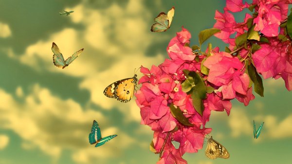 Природа птицы бабочки