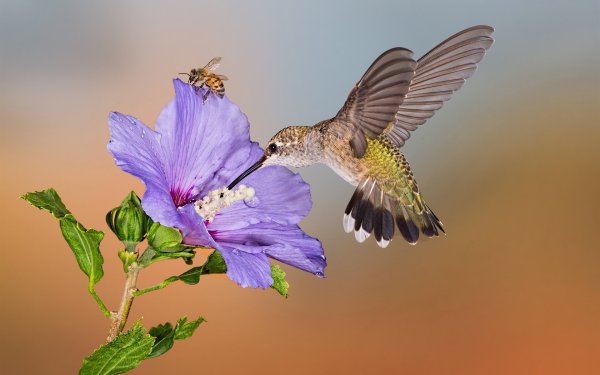 Красивая природа цветы птицы