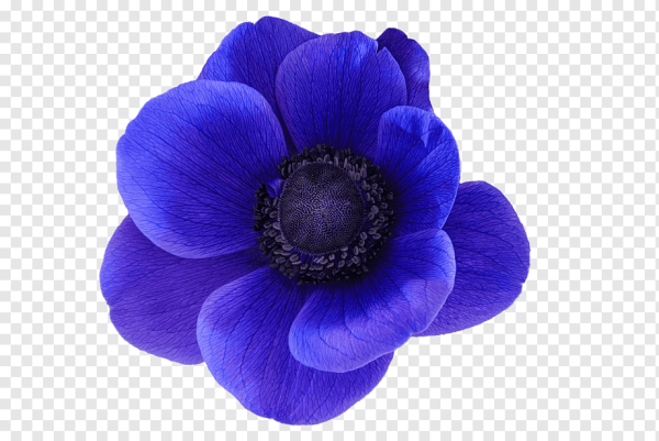 Цветы для вырезания цветные