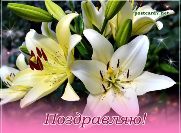 Открытки с днём рождения лилии