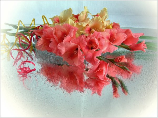 Открытки с гладиолусами