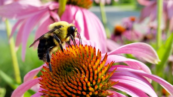 Эхинацея Echinacea pollination Mix