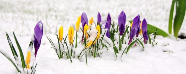 Первоцветы в снегу
