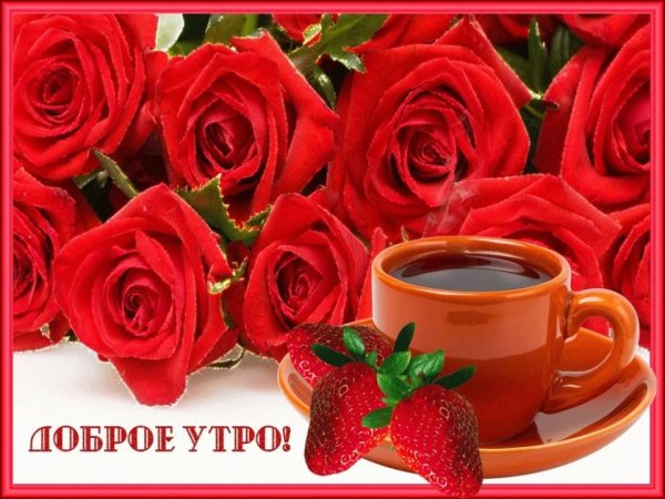 Розы с пожеланиями доброго утра и хорошего дня