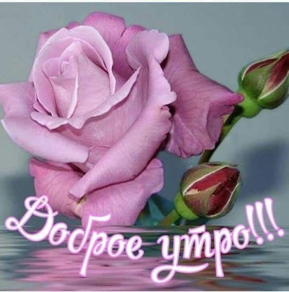 С добрым утром розы