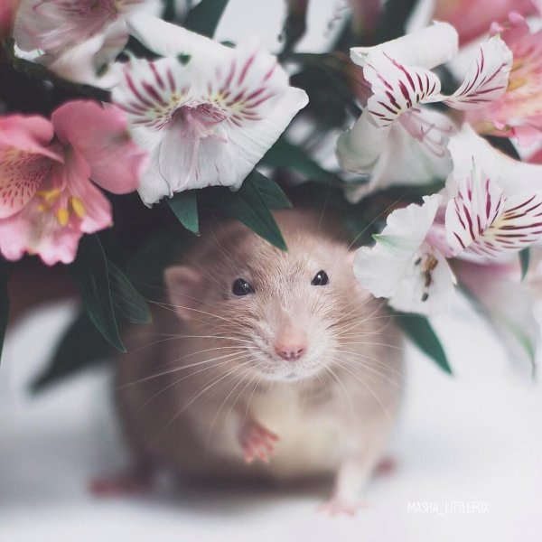 Милые животные