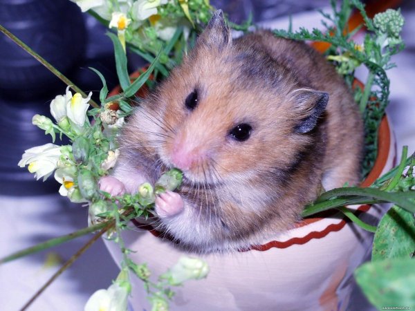 Хомяк Весна