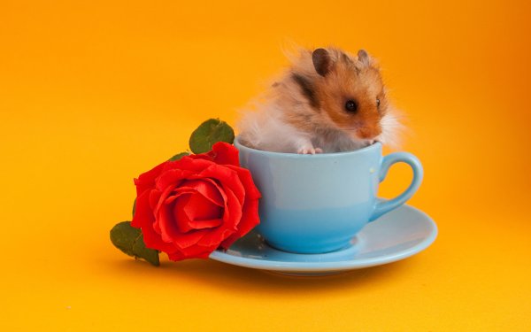 Хомяки любовь