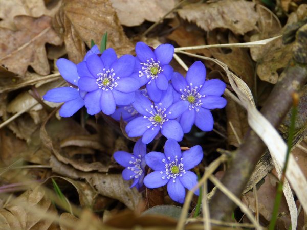 Печеночница hepatica Nobilis