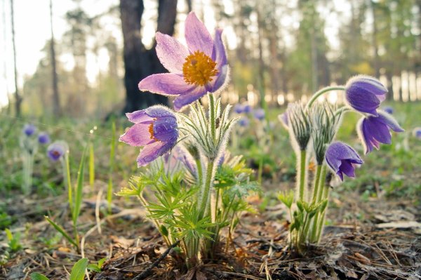 Прострел (Подснежник, сон-трава, Pulsatilla)