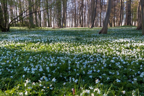 Ветреница Лесная в лесу