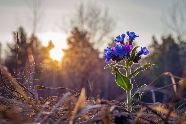Весенняя Поляна с цветами