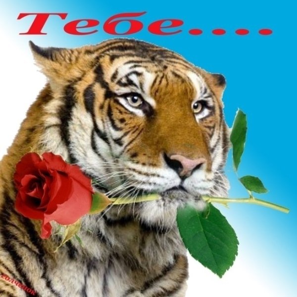 С днем рождения Тигрик