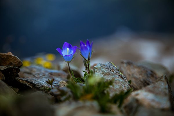 Цветок среди камней