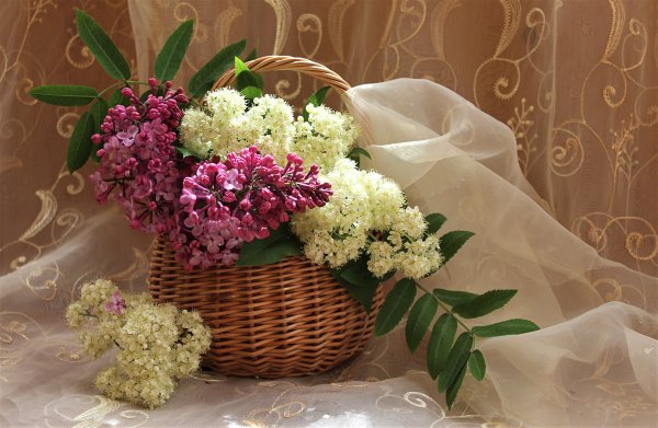 Сирень в корзине