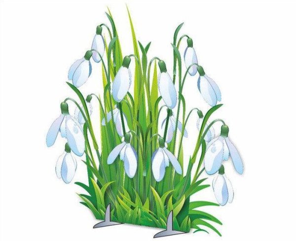 Подснежники на белом фоне