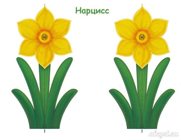 Аппликация нарциссы