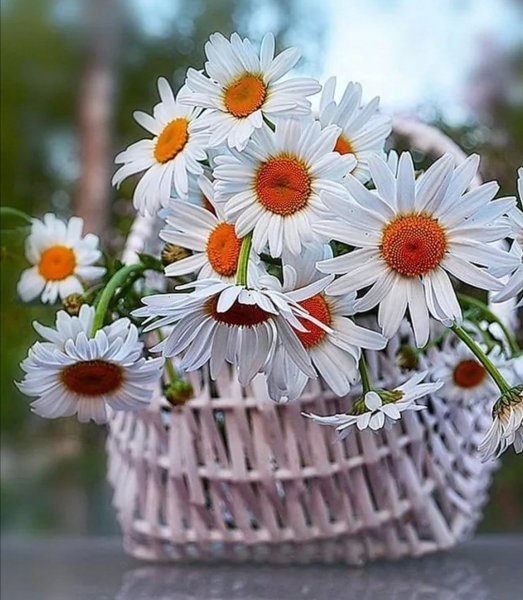 Букет ромашек