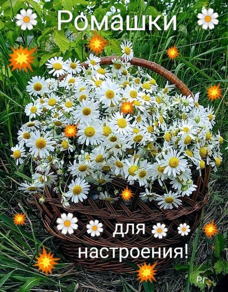 Букеты ромашек с пожеланиями