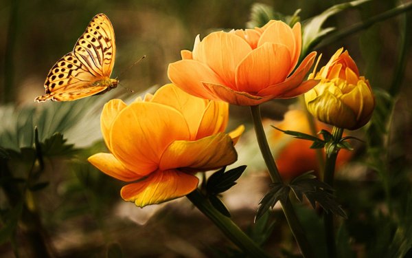 Красивые цветы