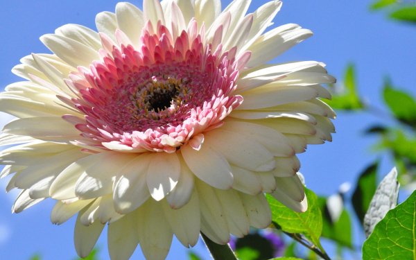 Растение Гербера h35