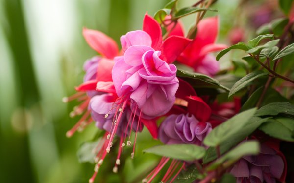 Шикарный букет цветов