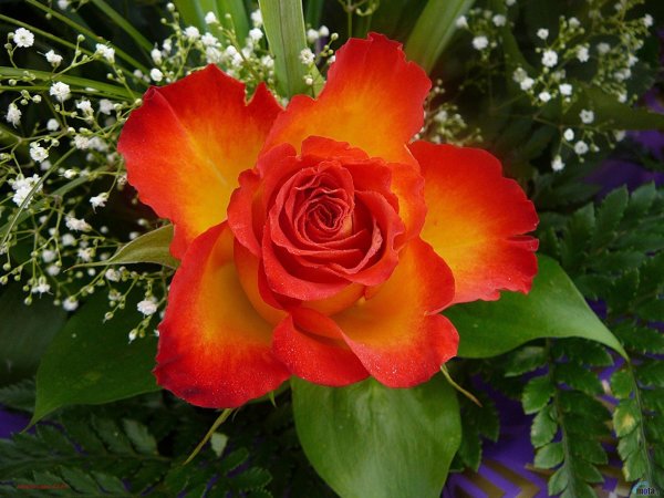 Красивые цветы