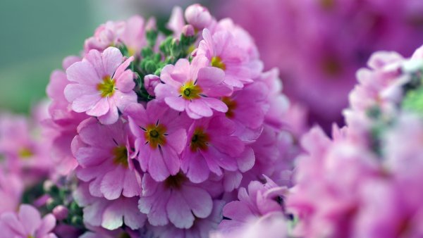 Фиалка Анютины глазки