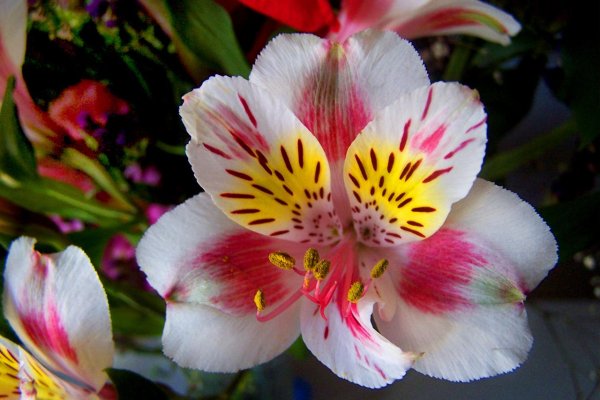 Семена мавританский газон "Альпийский луг"