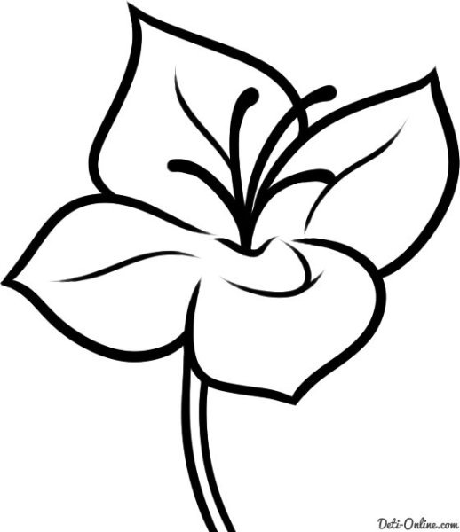 Цветы для срисовки